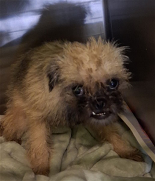 Shelter Stray Female Dog last seen , 1850 W 60th St, Los Angeles, CA 90047, USA