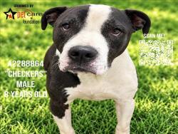 Shelter Stray Male Dog last seen , 3201 Lacy St, Los Angeles, CA 90031, USA