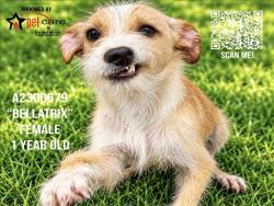 Shelter Stray Female Dog last seen , 3201 Lacy St, Los Angeles, CA 90031, USA