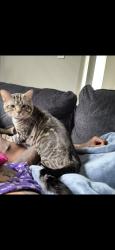 Lost Male Cat last seen Harris teeter, david lake, north lake, Charlotte, NC 28269