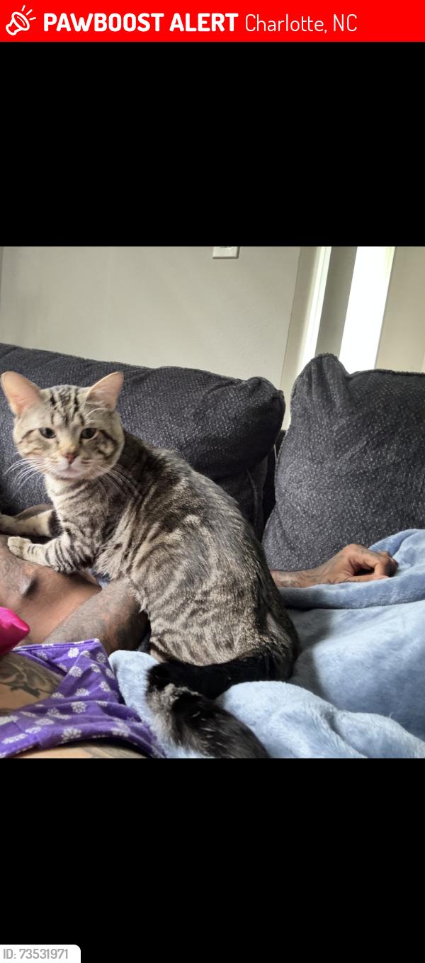 Lost Male Cat last seen Harris teeter, david lake, north lake, Charlotte, NC 28269
