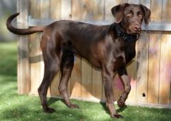 Shelter Stray Female Dog last seen Near BLOCK S REDWOOD RD, TAYLORSVILLE UT 84123, 4522 W 3500 S, West Valley City, UT 84120, USA
