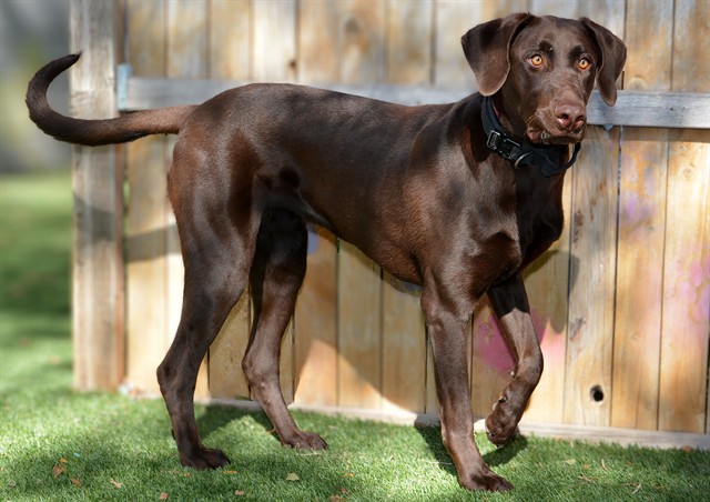Shelter Stray Female Dog last seen Near BLOCK S REDWOOD RD, TAYLORSVILLE UT 84123, 4522 W 3500 S, West Valley City, UT 84120, USA