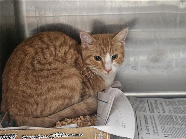 Shelter Stray Male Cat last seen , 3201 Lacy St, Los Angeles, CA 90031, USA