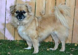 Shelter Stray Female Dog last seen Near BLOCK W JERSEY CIR, WEST VALLEY CITY UT 84120, 4522 W 3500 S, West Valley City, UT 84120, USA