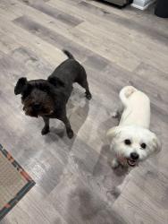 Found/Stray Female Dog last seen Hudler Ave, Converse TX, I-10 East Corridor, TX 78109