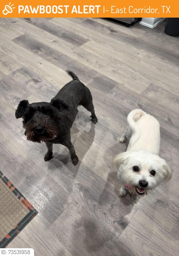 Found/Stray Female Dog last seen Hudler Ave, Converse TX, I-10 East Corridor, TX 78109
