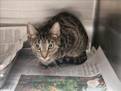 Shelter Stray Female Cat last seen , 3201 Lacy St, Los Angeles, CA 90031, USA