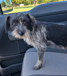 Found/Stray Unknown Dog last seen Hampel Road, Ellis County, TX 75152