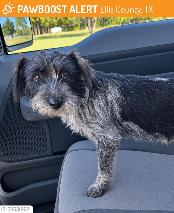 Found/Stray Unknown Dog last seen Hampel Road, Ellis County, TX 75152