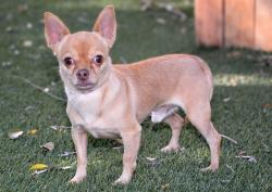 Shelter Stray Male Dog last seen Near BLOCK W JERSEY CIR, WEST VALLEY CITY UT 84120, 4522 W 3500 S, West Valley City, UT 84120, USA