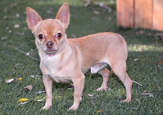 Shelter Stray Male Dog last seen Near BLOCK W JERSEY CIR, WEST VALLEY CITY UT 84120, 4522 W 3500 S, West Valley City, UT 84120, USA