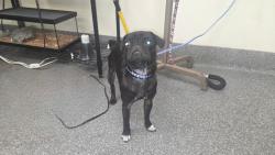 Shelter Stray Female Dog last seen , 3201 Lacy St, Los Angeles, CA 90031, USA