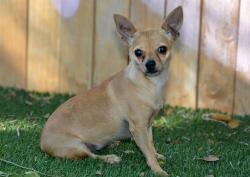 Shelter Stray Female Dog last seen Near BLOCK W JERSEY CIR, WEST VALLEY CITY UT 84120, 4522 W 3500 S, West Valley City, UT 84120, USA