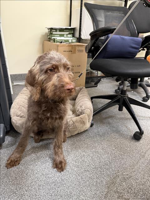 Shelter Stray Male Dog last seen , 3201 Lacy St, Los Angeles, CA 90031, USA