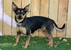 Shelter Stray Female Dog last seen Near BLOCK W JERSEY CIR, WEST VALLEY CITY UT 84120, 4522 W 3500 S, West Valley City, UT 84120, USA