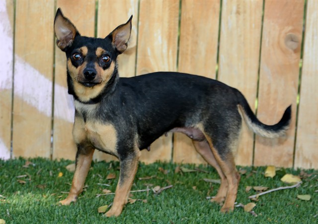 Shelter Stray Female Dog last seen Near BLOCK W JERSEY CIR, WEST VALLEY CITY UT 84120, 4522 W 3500 S, West Valley City, UT 84120, USA