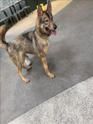 Shelter Stray Unknown Dog last seen , 3201 Lacy St, Los Angeles, CA 90031, USA