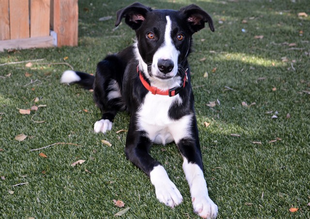 Shelter Stray Male Dog last seen Near BLOCK S 3200 W, WEST VALLEY CITY UT 84119, 4522 W 3500 S, West Valley City, UT 84120, USA