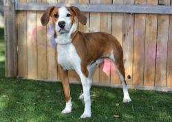 Shelter Stray Male Dog last seen Near BLOCK S 4000 W, WEST VALLEY CITY UT 84120, 4522 W 3500 S, West Valley City, UT 84120, USA