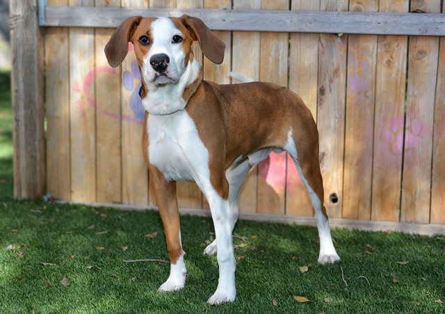 Shelter Stray Male Dog last seen Near BLOCK S 4000 W, WEST VALLEY CITY UT 84120, 4522 W 3500 S, West Valley City, UT 84120, USA