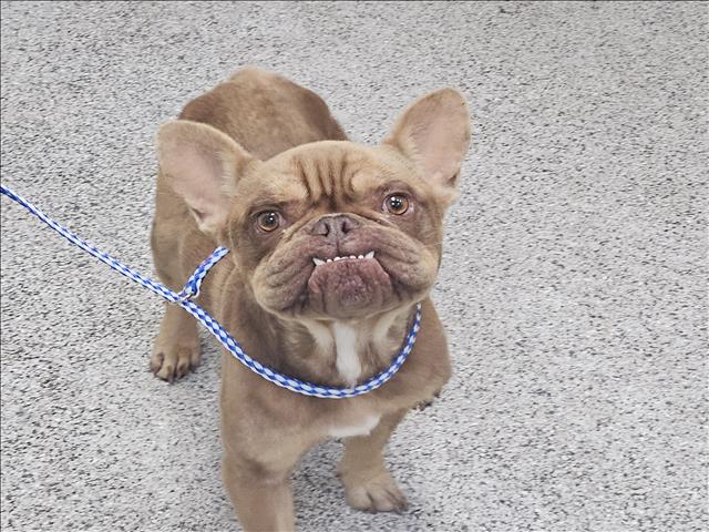 Shelter Stray Male Dog last seen , 3201 Lacy St, Los Angeles, CA 90031, USA