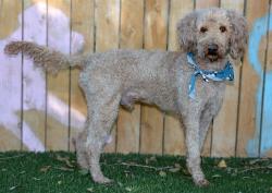 Shelter Stray Male Dog last seen Near BLOCK W JANETTE AVE, 4522 W 3500 S, West Valley City, UT 84120, USA