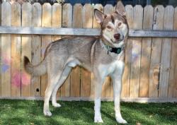 Shelter Stray Male Dog last seen Near BLOCK W RUDDY WAY, WEST VALLEY CITY UT 84119, 4522 W 3500 S, West Valley City, UT 84120, USA
