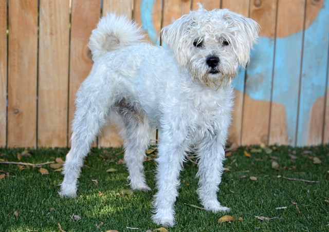Shelter Stray Male Dog last seen Near BLOCK W 4100, 4522 W 3500 S, West Valley City, UT 84120, USA