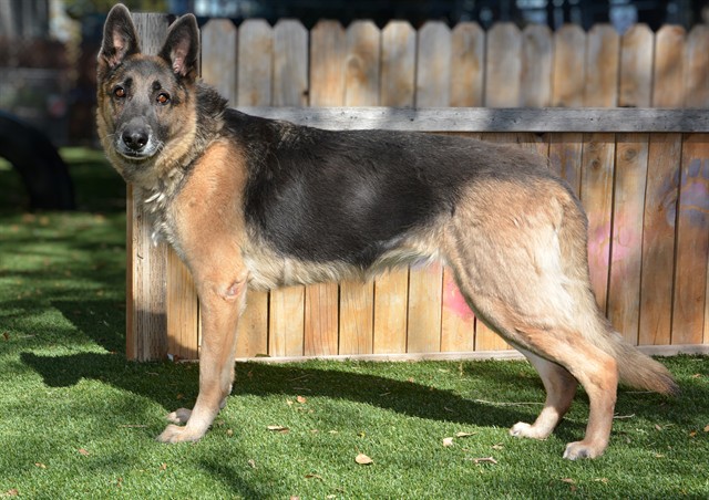 Shelter Stray Female Dog last seen Near BLOCK W 3300 S, WEST VALLEY CITY UT 84119, 4522 W 3500 S, West Valley City, UT 84120, USA