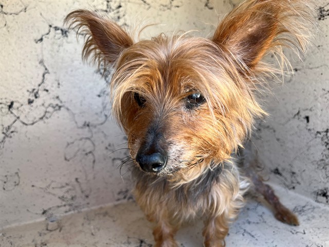 Shelter Stray Male Dog last seen Near BLOCK W ATLANTIC BLVD, MARGATE FL 33063, 2400 SW 42nd St, Fort Lauderdale, FL 33312, USA