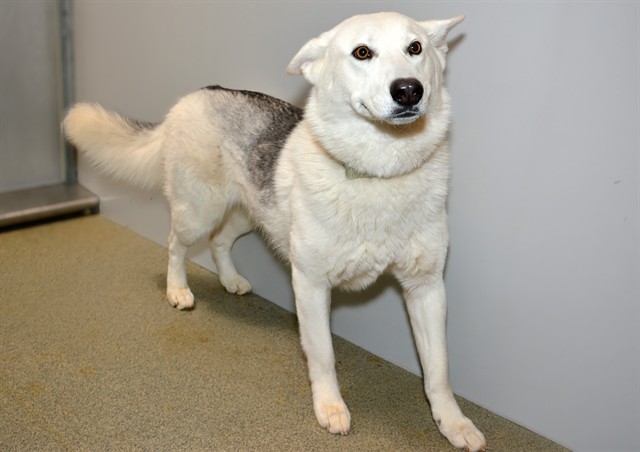 Shelter Stray Female Dog last seen Near BLOCK W 4100 S, WEST VALLEY CITY UT 84120, 4522 W 3500 S, West Valley City, UT 84120, USA
