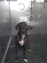 Shelter Stray Female Dog last seen Near BLOCK SOMERSET DR, LAUDERDALE LAKES FL 33311, 2400 SW 42nd St, Fort Lauderdale, FL 33312, USA