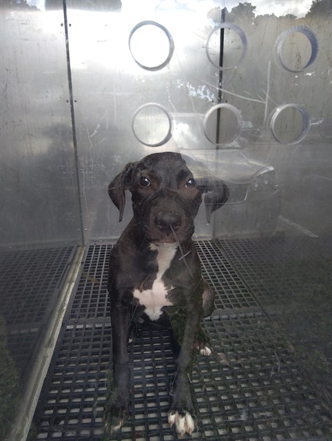 Shelter Stray Female Dog last seen Near BLOCK SOMERSET DR, LAUDERDALE LAKES FL 33311, 2400 SW 42nd St, Fort Lauderdale, FL 33312, USA