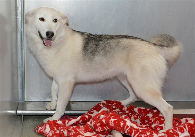 Shelter Stray Female Dog last seen Near BLOCK W 4100 S, WEST VALLEY CITY UT 84120, 4522 W 3500 S, West Valley City, UT 84120, USA