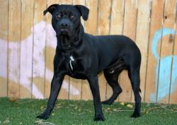 Shelter Stray Male Dog last seen Near BLOCK S 6220, 4522 W 3500 S, West Valley City, UT 84120, USA