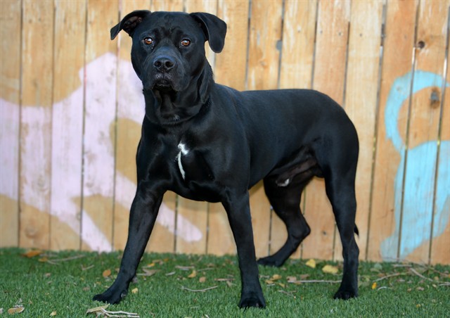 Shelter Stray Male Dog last seen Near BLOCK S 6220, 4522 W 3500 S, West Valley City, UT 84120, USA