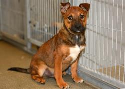 Shelter Stray Male Dog last seen Near BLOCK S DEWBERRY LN, TAYLORSVILLE UT 84129, 4522 W 3500 S, West Valley City, UT 84120, USA