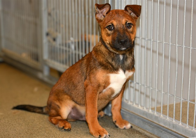 Shelter Stray Male Dog last seen Near BLOCK S DEWBERRY LN, TAYLORSVILLE UT 84129, 4522 W 3500 S, West Valley City, UT 84120, USA