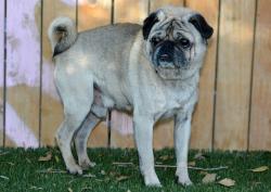 Shelter Stray Male Dog last seen Near BLOCK W APPLESEED RD, 4522 W 3500 S, West Valley City, UT 84120, USA