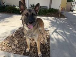 Shelter Stray Male Dog last seen , 957 N Gaffey St, San Pedro, CA 90731, USA