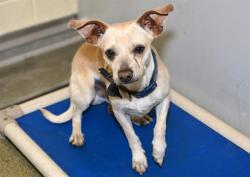 Shelter Stray Male Dog last seen Near BLOCK W 3275 S, WEST VALLEY CITY UT 84120, 4522 W 3500 S, West Valley City, UT 84120, USA
