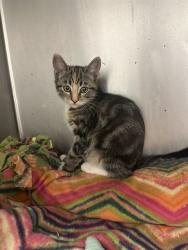 Shelter Stray Female Cat last seen Near BLOCK S 4800, 4522 W 3500 S, West Valley City, UT 84120, USA