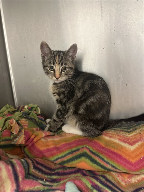 Shelter Stray Female Cat last seen Near BLOCK S 4800, 4522 W 3500 S, West Valley City, UT 84120, USA