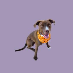 Shelter Stray Female Dog last seen Near BLOCK BRISTOL AVE, BAKERSFIELD CA 93308, 3951 Fruitvale Ave, Bakersfield, CA 93308, USA