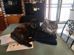 Lost Female Cat last seen Coronet, Columbus, OH 43224