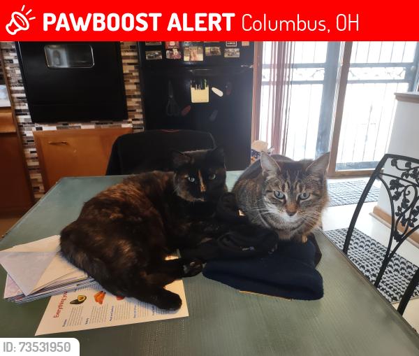 Lost Female Cat last seen Coronet, Columbus, OH 43224