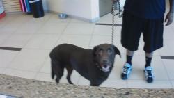 Shelter Stray Male Dog last seen DOGPATCH LN, 19640 Dogpatch Ln, Land O' Lakes, FL 34638, USA