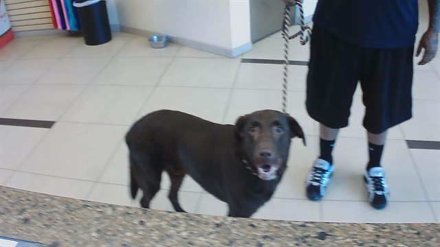 Shelter Stray Male Dog last seen DOGPATCH LN, 19640 Dogpatch Ln, Land O' Lakes, FL 34638, USA