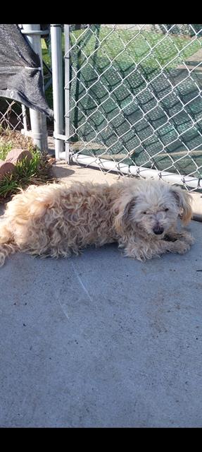 Shelter Stray Female Dog last seen DEL MAR & NAPLES, 130 Beyer Way, Chula Vista, CA 91911, USA